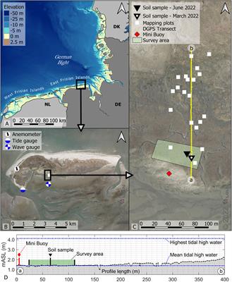 Proposing a novel classification of growth periods based on biomechanical properties and seasonal changes of Spartina anglica